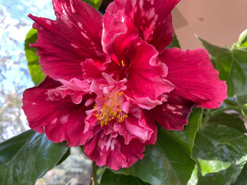  - 0006 - Hibiscusi 2025 - 3