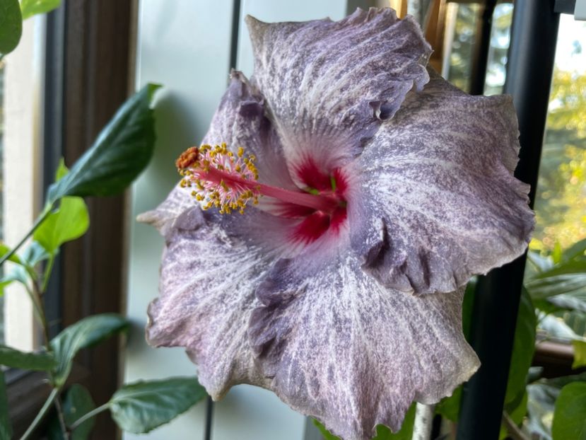  - 0006 - Hibiscusi 2025 - 3