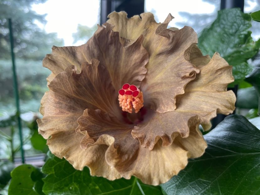  - Moorea Green Gold Pearl