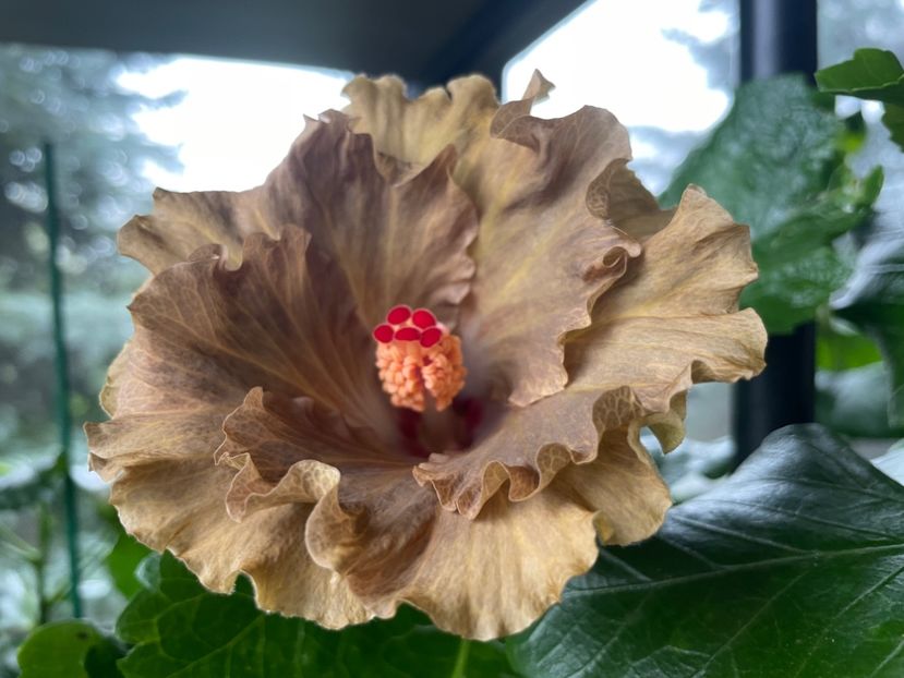  - Moorea Green Gold Pearl