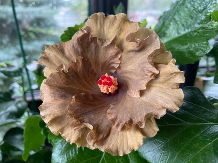  - Moorea Green Gold Pearl