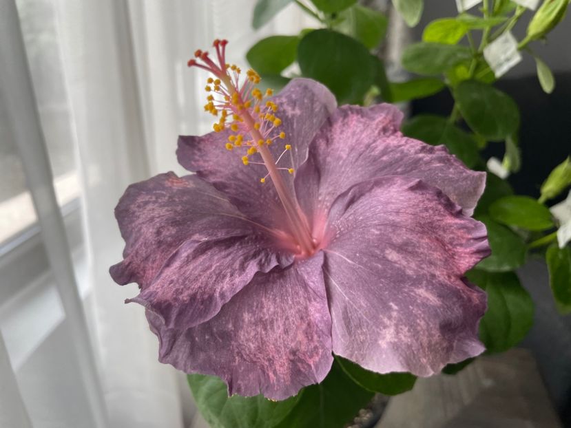  - DPs Purple Drops