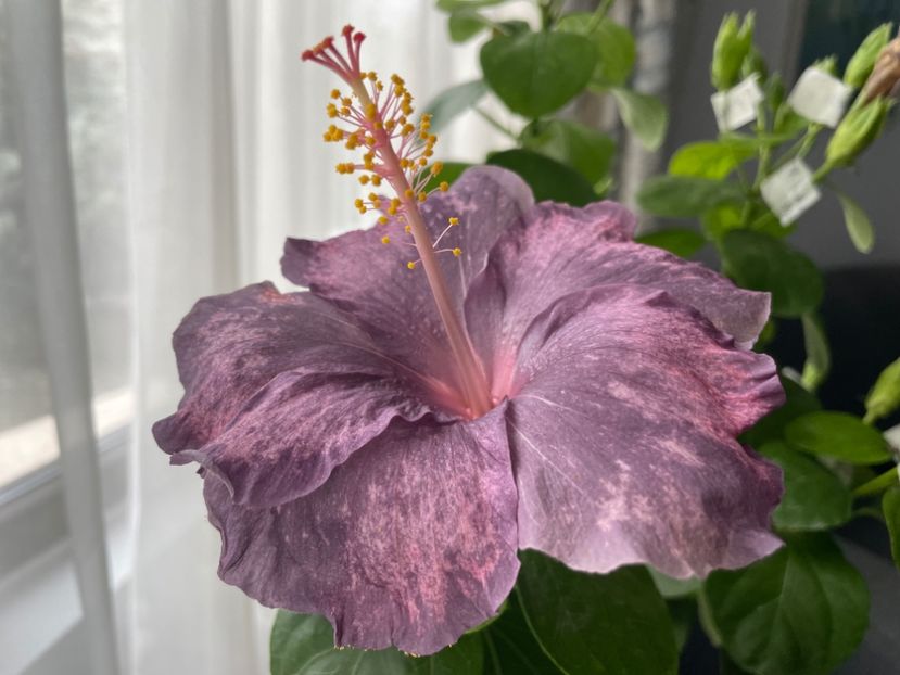 - DPs Purple Drops