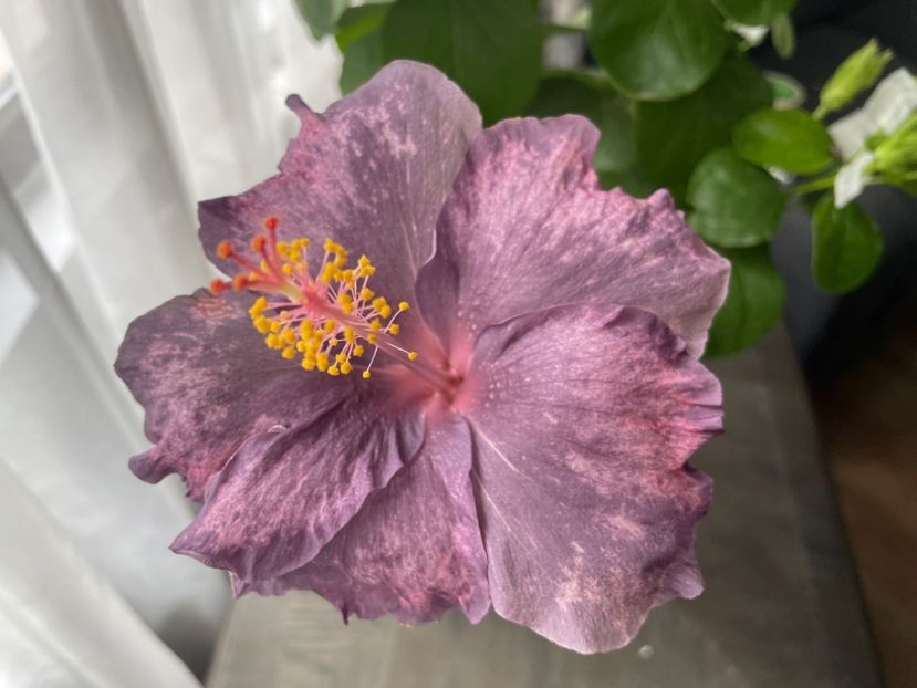  - DPs Purple Drops