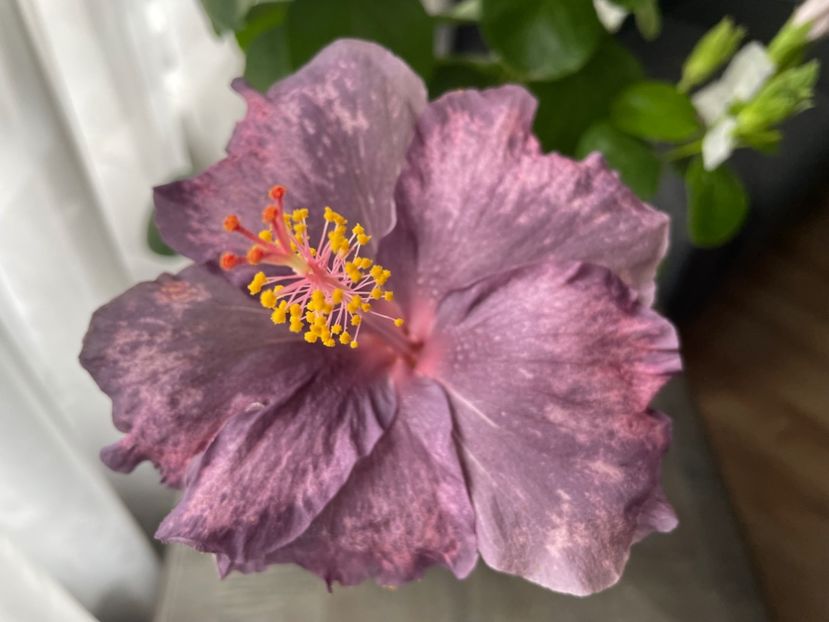  - DPs Purple Drops