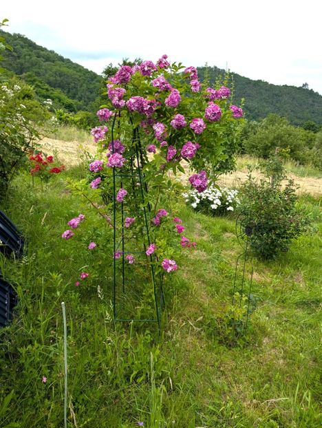 PXL_20250610_111228381 - Rosemary Viaud