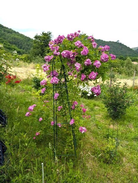 PXL_20250610_111158938 - Rosemary Viaud