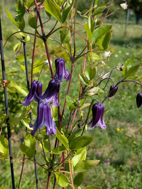 PXL_20250808_080701386 - Rooguchi 3