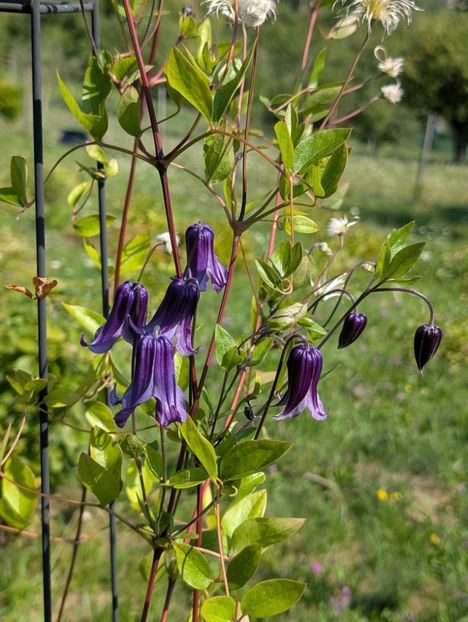 PXL_20250808_080707041 - Rooguchi 3