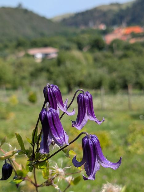 PXL_20250808_080713790 - Rooguchi 3