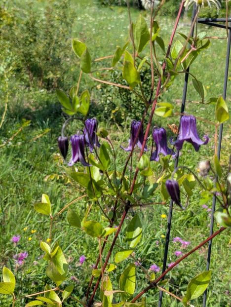 PXL_20250808_080735457 - Rooguchi 3