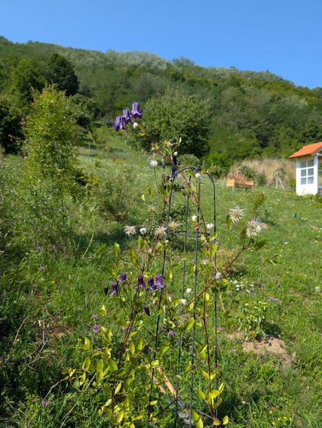 PXL_20250808_080748438 - Rooguchi 3