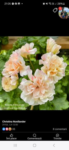 IMG-20241027-WA0040 - Bonas Persimon