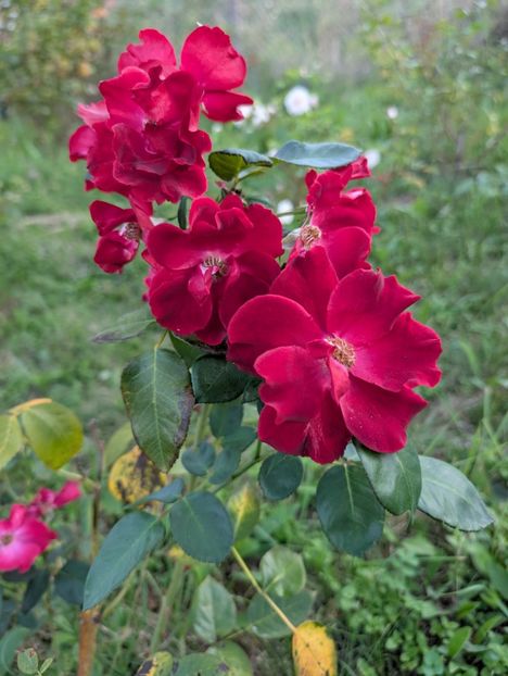 PXL_20250902_160811894 - Zeelandia