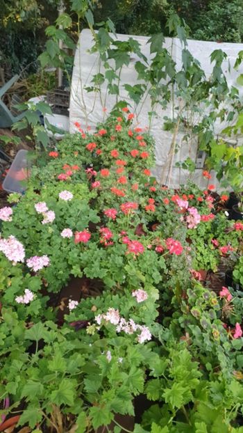 Messenger_creation_8D40EC07-D382-4BE0-956C-E4A0243270CC - 3 Pelargonium