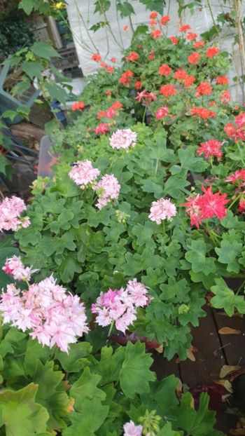 Messenger_creation_1D735FF2-1FC0-4BF1-A0CD-7EE7426F88A2 - 3 Pelargonium