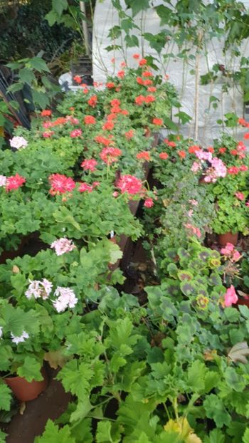 Messenger_creation_7796094C-A32A-450C-880B-2E02909545F2 - 3 Pelargonium