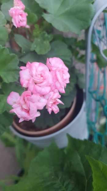 Messenger_creation_3DD80C72-B0EE-46CB-84B8-8472C983D4BE - 3 Pelargonium