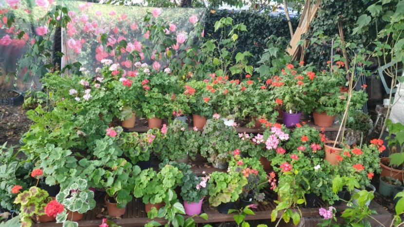 Messenger_creation_5C4F14B2-C3E6-4F7B-B766-3FC480B244A5 - 3 Pelargonium