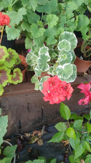 Messenger_creation_9473D4E1-B757-49C0-9F02-45CC23BCBEE3 - 3 Pelargonium