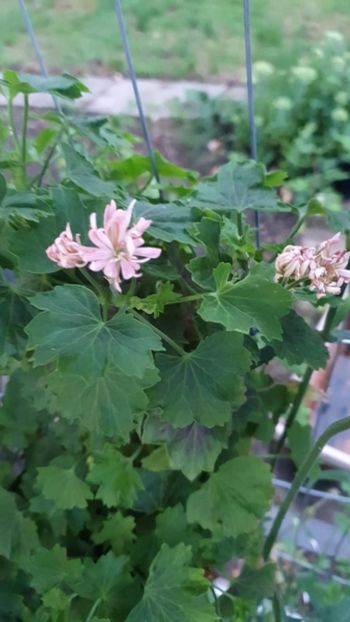 Messenger_creation_86768EEB-E394-421F-9BAC-D908C357A863 - 3 Pelargonium