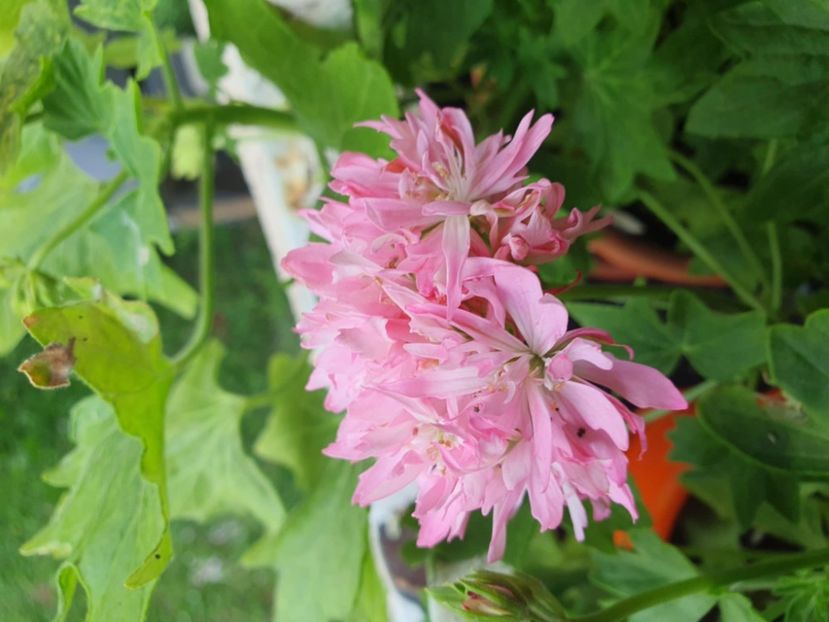 Messenger_creation_FC562784-F93C-4403-9F74-30989AF050DF - 3 Pelargonium