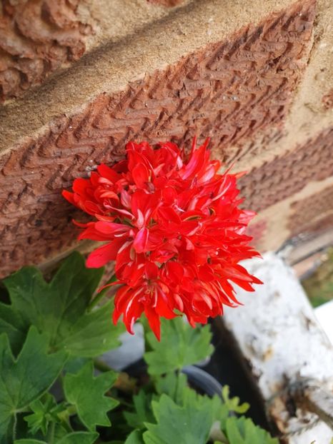 Messenger_creation_6A3E2118-C5C7-483A-804C-B9728FBB37E6 - 3 Pelargonium