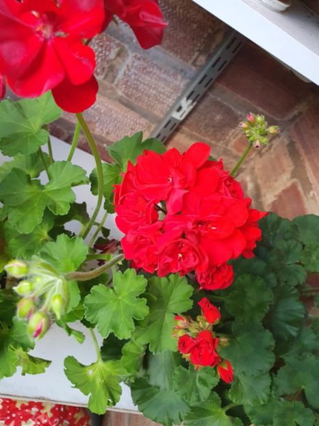 Messenger_creation_49845A03-39DB-4735-A4A3-3B74EB605FE1 - 3 Pelargonium