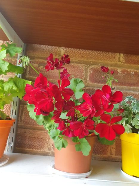 Messenger_creation_ACB529D2-EB32-4FAA-BA4F-33B3E903CE7C - 3 Pelargonium