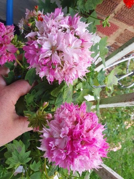 Messenger_creation_342D7108-DE59-4884-821F-3B3B54866EB2 - 3 Pelargonium