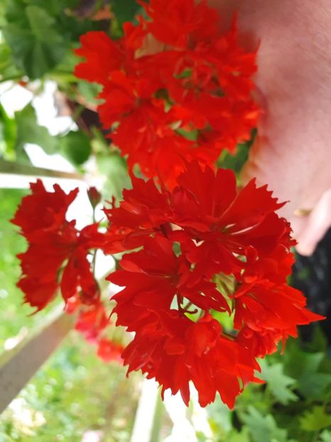 Messenger_creation_AA58413C-BE8A-4C92-A077-52586318235F - 3 Pelargonium