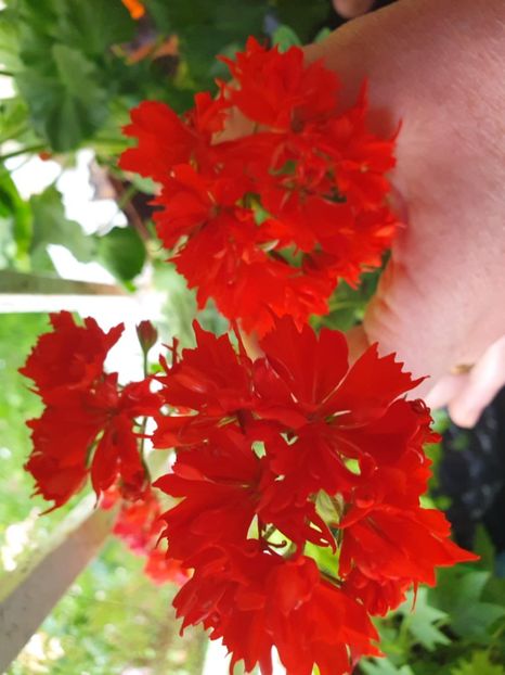 Messenger_creation_B8F35D2F-41CD-4648-A76E-B7E0DF30B136 - 3 Pelargonium
