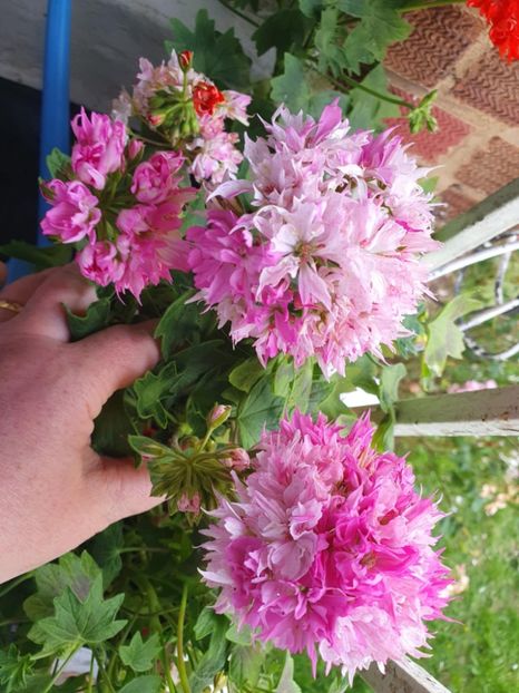 Messenger_creation_6C824099-BA4C-4FDC-8A73-7DE7F66106AC - 3 Pelargonium