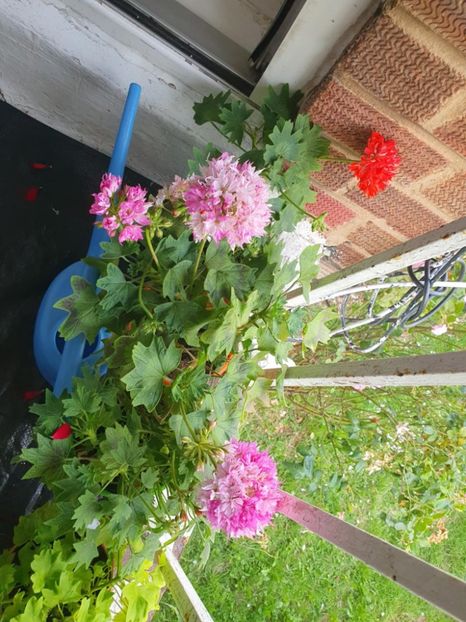 Messenger_creation_C3BC4C27-0FE0-4EA8-BA0F-8EA91428D304 - 3 Pelargonium