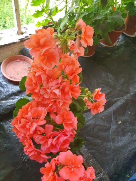 Messenger_creation_1EA15058-0186-4111-AA0D-712DFF9DABE7 - 3 Pelargonium