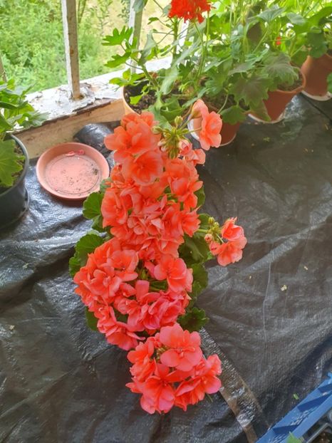 Messenger_creation_543F65FA-3B73-429D-BC95-55CF45516981 - 3 Pelargonium