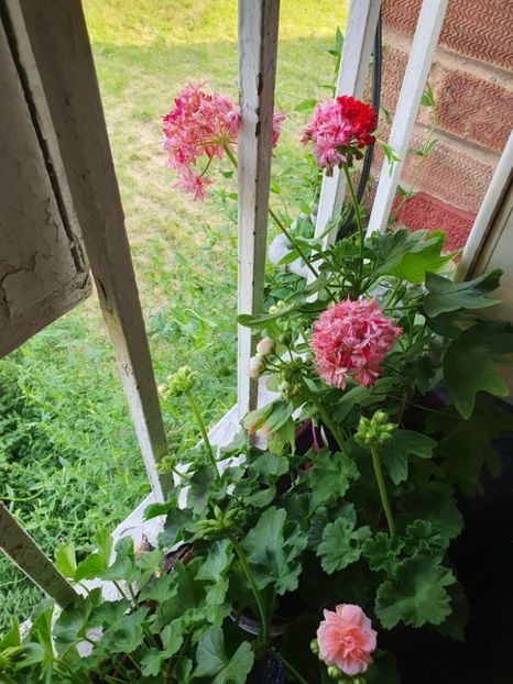 Messenger_creation_1AABDED7-9B71-4A61-980D-FBB5FF7E42C1 - 3 Pelargonium