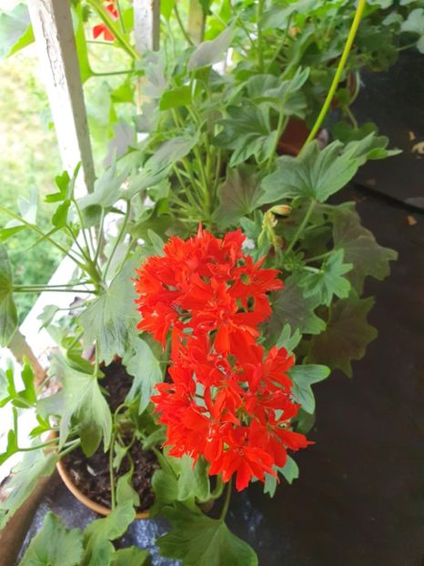 Messenger_creation_788DE57C-04F3-4DEC-AC01-90002C46788E - 3 Pelargonium