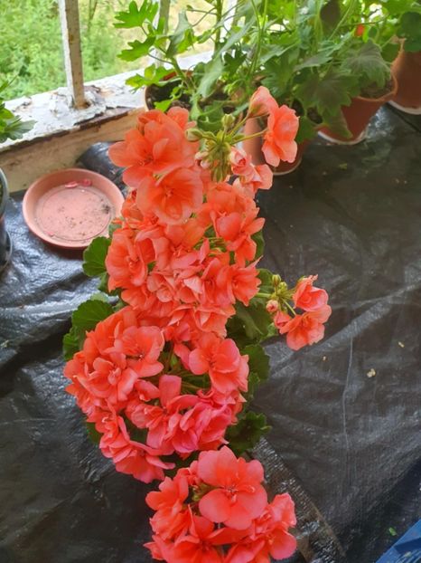 Messenger_creation_20512906-6042-4BB5-B33B-6D494D6B3852 - 3 Pelargonium