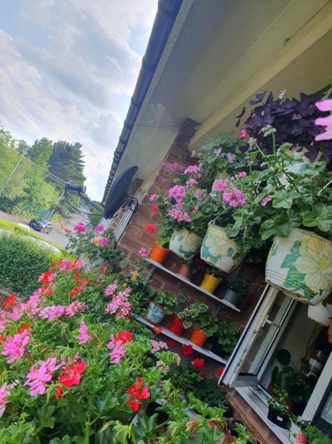 Messenger_creation_962D5955-6899-4520-B7B5-1D91A558B2B3 - 3 Pelargonium