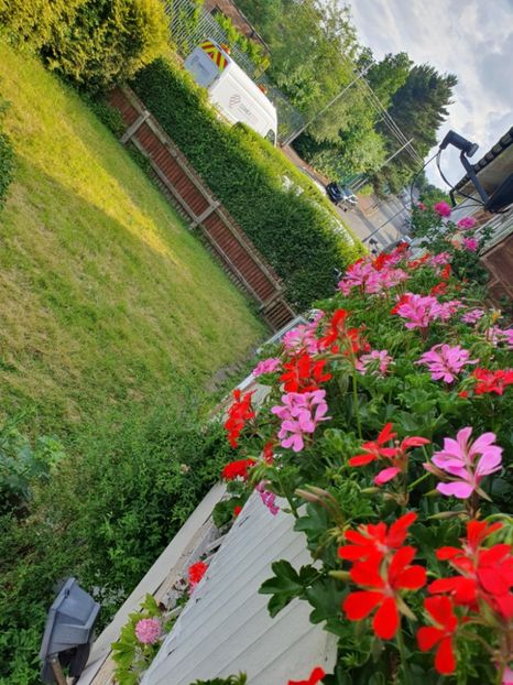 Messenger_creation_5935B0C5-3313-4823-AB28-812982AD2FEF - 3 Pelargonium