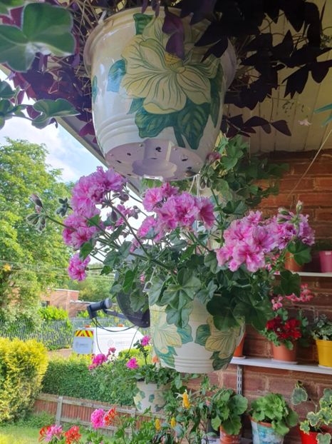 Messenger_creation_1B126867-346B-407A-8ED3-8A3DA5DACE2F - 3 Pelargonium