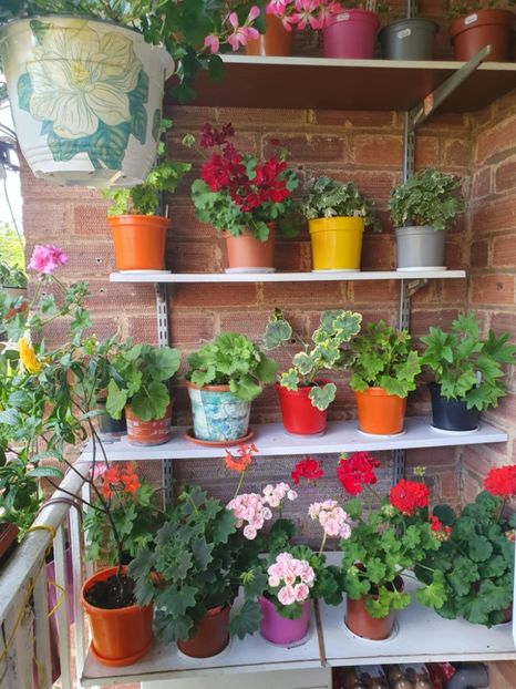 Messenger_creation_F4483DF5-4638-464D-B22D-7005DE46945F - 3 Pelargonium