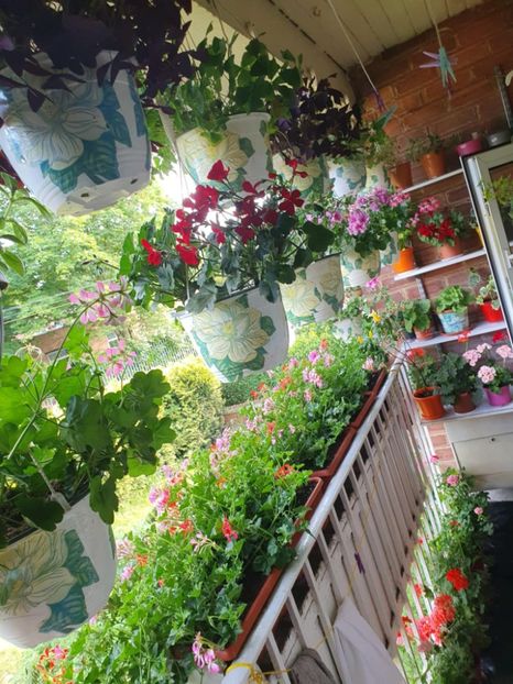 Messenger_creation_A2108F74-415C-4D88-9186-BB64993FFE5D - 3 Pelargonium