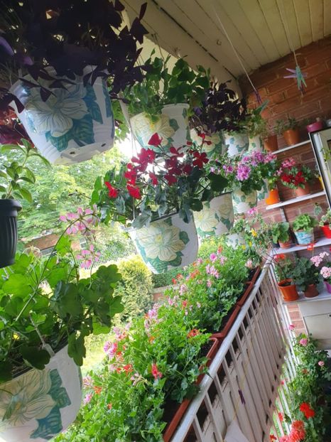 Messenger_creation_2EBFF150-1A56-40DD-9F13-C1A9BE3D997A - 3 Pelargonium