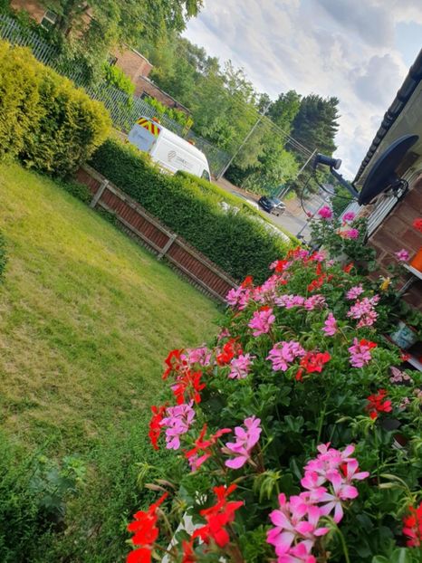 Messenger_creation_90E22002-C7D6-4F85-98D3-F4947D01CCCF - 3 Pelargonium