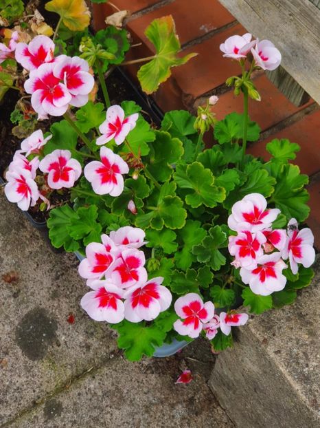 Messenger_creation_43847459-5049-49ED-96ED-AB0DC1D76090 - 3 Pelargonium