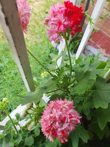 Messenger_creation_DCD07051-0C60-48EA-8B7E-92AF9C98707D - 3 Pelargonium