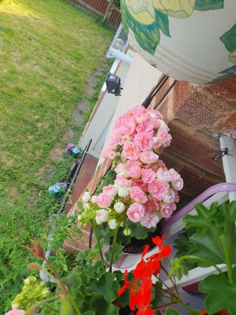 Messenger_creation_BAB6936C-1ADE-457E-B0E7-F5588F5EBAF4 - 3 Pelargonium