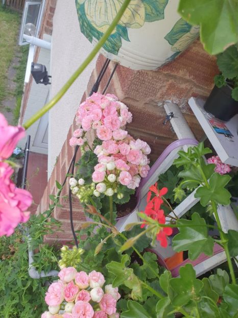 Messenger_creation_C8E05133-DBF5-4858-885F-82E0725C001A - 3 Pelargonium